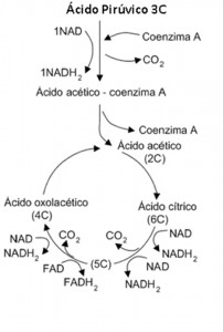 Figura 2