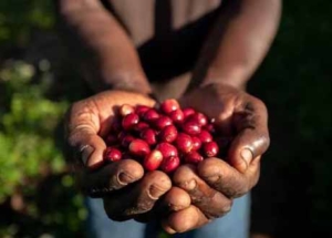Nespresso avancos cafeicultura regenerativa